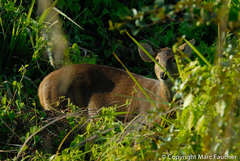 Axis porcinus