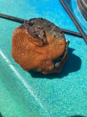 Botrylloides violaceus