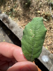 Leucoptera laburnella