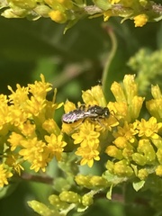 Perdita octomaculata
