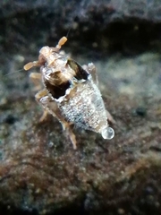 Euconomelus lepidus