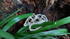 Ileodictyon cibarium