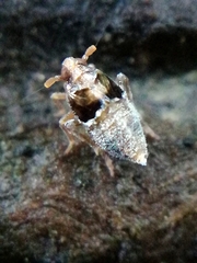 Euconomelus lepidus