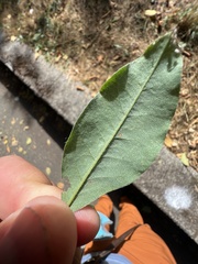 Leucoptera laburnella