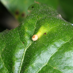 Dryocosmus minusculus