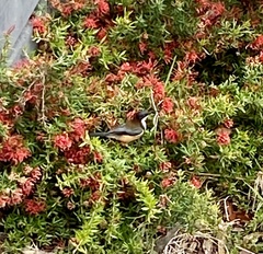 Acanthorhynchus tenuirostris