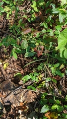 Heliotropium indicum