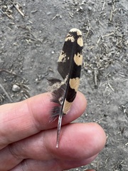 Phalaenoptilus nuttallii