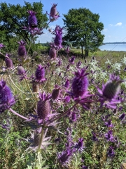 Eryngium leavenworthii