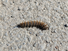 Hemileuca eglanterina