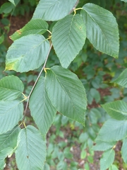 Betula lenta