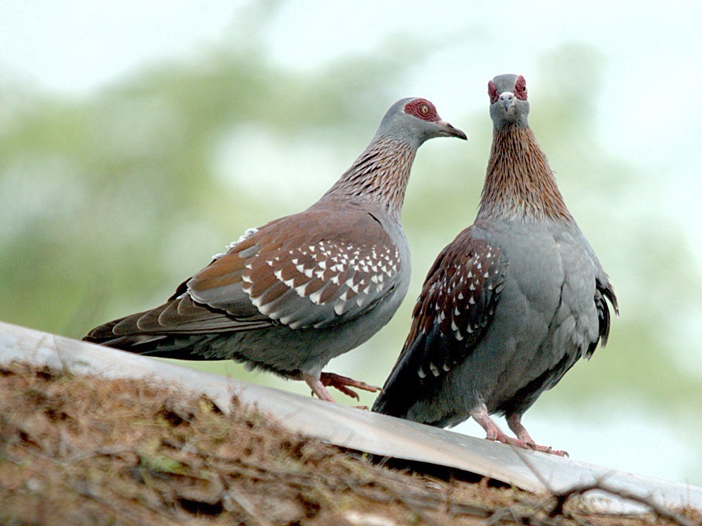  Pigeons in Kenya