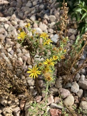 Heterotheca hirsuta