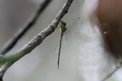 Triacanthagyna septima