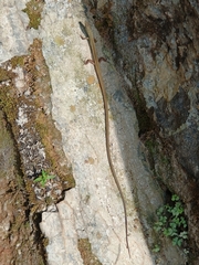 Takydromus sexlineatus