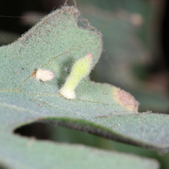 Atrusca clavuloides