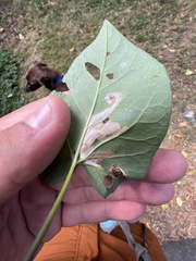 Cosmopterix molybdina