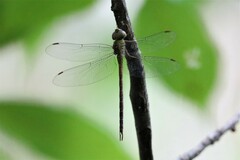 Triacanthagyna septima