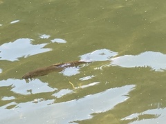 Oncorhynchus clarkii