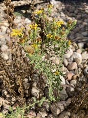 Heterotheca hirsuta