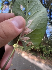 Cosmopterix molybdina