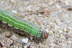 Sphinx morio arestus