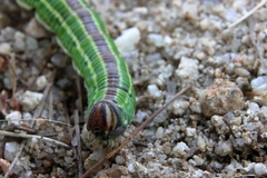 Sphinx morio arestus