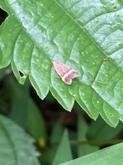 Anacampsis