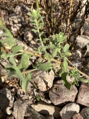 Heterotheca hirsuta