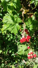 Rubus laciniatus