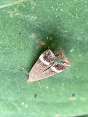 Anacampsis