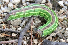 Sphinx morio arestus