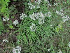 Allium tuberosum