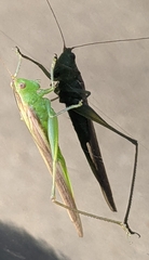 Conocephalus fasciatus
