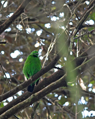 Calyptomena whiteheadi