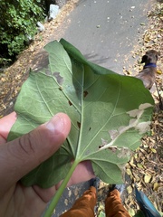 Cosmopterix molybdina