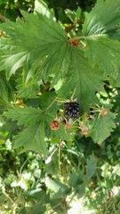 Rubus laciniatus