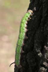 Sphinx morio arestus