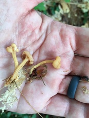 Cudonia lutea