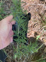 Dichanthelium microcarpon