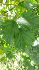 Rubus laciniatus