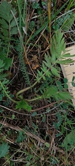 Geum triflorum