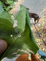 Cosmopterix molybdina