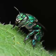 Euglossa viridissima
