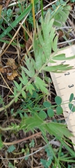 Geum triflorum