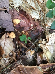 Cudonia lutea