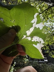 Cosmopterix molybdina
