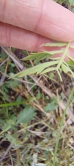 Geum triflorum