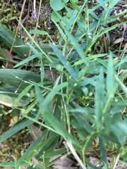 Dichanthelium microcarpon