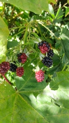 Rubus laciniatus